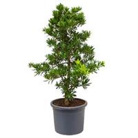 Podocarpus latifolius bush bonsai kamerplant