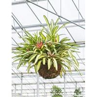 Neoregelia carolinae tricolor hangplant