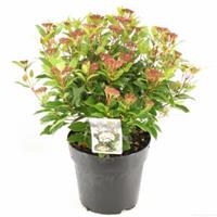 plantenwinkel.nl Sneeuwbal (Viburnum tinus â€œLadybirdâ€®) heester - 50-60 cm (C7) - 6 stuks