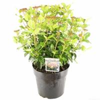 plantenwinkel.nl Sneeuwbal (Viburnum tinus â€œLisa Roseâ€®) heester - 40-50 cm (C7) - 6 stuks