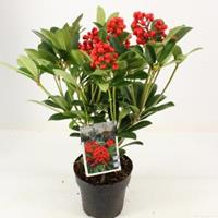 plantenwinkel.nl Skimmia (Skimmia Japonica â€œTemptationâ€ PBR) heester - 20-25 cm (P15) - 6 stuks