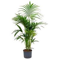 plantenwinkel.nl Kentia palm forsteriana yamba hydrocultuur plant