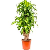 plantenwinkel.nl Dracaena massangeana XXXL kamerplant