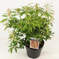 plantenwinkel.nl Rotsheide (Pieris â€œForest Flameâ€) heester - 30-40 cm (C4.5) - 9 stuks