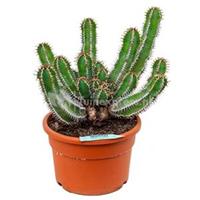 plantenwinkel.nl Euphorbia cactus avasmontana L kamerplant