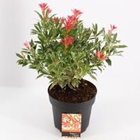 plantenwinkel.nl Rotsheide (Pieris â€œFlaming Silverâ€) heester - 30-40 cm (C4.5) - 9 stuks