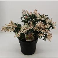 plantenwinkel.nl Rotsheide (Pieris Japonica â€œBonfireâ€) heester - 30-40 cm (C4.5) - 9 stuks