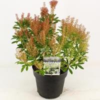 plantenwinkel.nl Rotsheide (Pieris Japonica â€œDebutanteâ€) heester - 30-40 cm (C4.5) - 9 stuks