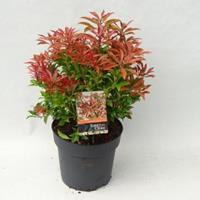 plantenwinkel.nl Rotsheide (Pieris Japonica â€œMountain Fireâ€) heester - 30-40 cm (C4.5) - 9 stuks