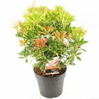 plantenwinkel.nl Rotsheide (Pieris Japonica â€œValley Valentineâ€) heester - 30-40 cm (C4.5) - 9 stuks