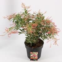 plantenwinkel.nl Rotsheide (Pieris Japonica â€œRaltoâ€ PBR) heester - 30-40 cm (C4.5) - 9 stuks