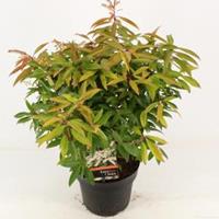 plantenwinkel.nl Rotsheide (Pieris Japonica â€œBrouwers Beautyâ€) heester - 30-40 cm (C4.5) - 9 stuks