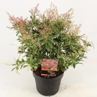 plantenwinkel.nl Rotsheide (Pieris Japonica â€œPolar Passionâ€ PBR) heester - 30-40 cm (C4.5) - 9 stuks