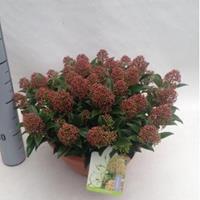 plantenwinkel.nl Skimmia (Skimmia Japonica â€œMarlotâ€) heester - 10-15 cm (P27) - 5 stuks