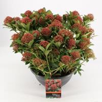 plantenwinkel.nl Skimmia (Skimmia Japonica â€œPink Dwarfâ€®) heester - 10-15 cm (P27) - 5 stuks