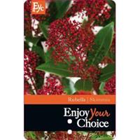 plantenwinkel.nl Skimmia (Skimmia Japonica â€œRubellaâ€) heester - 15-15 cm (P27) - 5 stuks