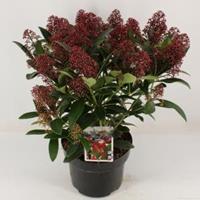 plantenwinkel.nl Skimmia (Skimmia Japonica â€œRubellaâ€) heester - 30-40 cm (C5) - 8 stuks