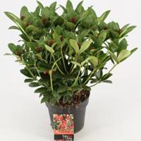 plantenwinkel.nl Skimmia (Skimmia Japonica â€œOlympic Flameâ€) heester - 30-40 cm (C3) - 7 stuks