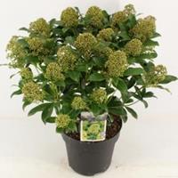 plantenwinkel.nl Skimmia (Skimmia Japonica â€œFragrant Cloudâ€) heester - 40-50 cm (C7) - 7 stuks