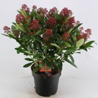 plantenwinkel.nl Skimmia (Skimmia Japonica â€œRubellaâ€) heester - 40-50 cm (C7) - 7 stuks