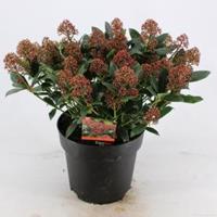 plantenwinkel.nl Skimmia (Skimmia Japonica â€œWantoâ€) heester - 40-50 cm (C7) - 7 stuks