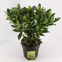 plantenwinkel.nl Skimmia (Skimmia Japonica â€œFinchyâ€®) heester - 30-40 cm (C4,5) - 9 stuks