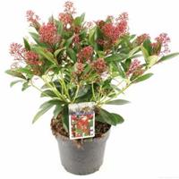 plantenwinkel.nl Skimmia (Skimmia Japonica â€œRubellaâ€) heester - 30-40 cm (C4.5) - 9 stuks