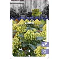 plantenwinkel.nl Skimmia (Skimmia Japonica â€œWhite Dwarfâ€®) heester - 30-40 cm (C4.5) - 9 stuks