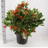 plantenwinkel.nl Skimmia (Skimmia Japonica â€œTemptationâ€ PBR) heester - 60-80 cm (C15) - 2 stuks