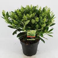 plantenwinkel.nl Skimmia (Skimmia Japonica â€œFinchyâ€®) heester - 40-50 cm (C7) - 7 stuks