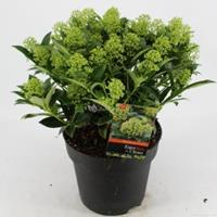 plantenwinkel.nl Skimmia (Skimmia Japonica â€œWhite Dwarfâ€®) heester - 40-50 cm (C7) - 7 stuks