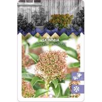 plantenwinkel.nl Skimmia (Skimmia Japonica â€œMarlotâ€) heester - 50-60 cm (C15) - 4 stuks