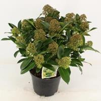 plantenwinkel.nl Skimmia (Skimmia Japonica â€œFragrant Cloudâ€) heester - 50-60 cm (C15) - 4 stuks