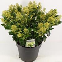 plantenwinkel.nl Skimmia (Skimmia Japonica â€œFinchyâ€®) heester - 50-60 cm (C15) - 4 stuks