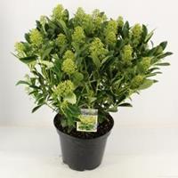 plantenwinkel.nl Skimmia (Skimmia Japonica â€œFinchyâ€®) heester - 40-50 cm (C10) - 5 stuks