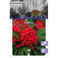 plantenwinkel.nl Skimmia (Skimmia Japonica â€œTemptationâ€ PBR) heester - 30-40 cm (C3) - 7 stuks