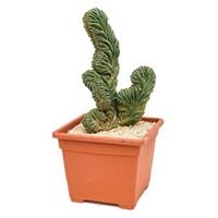 plantenwinkel.nl Marginatocereus cactus marginatus kamerplant