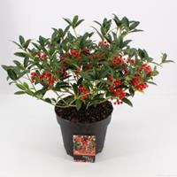 plantenwinkel.nl Skimmia (Skimmia Japonica â€œRed Riding Hoodâ€) heester - 30-40 cm (C4.5) - 9 stuks