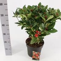 plantenwinkel.nl Skimmia (Skimmia Japonica â€œOlympic Flameâ€) heester - 30-40 cm (C4.5) - 9 stuks