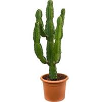 Euphorbia cactus ingens puebla kamerplant