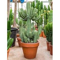 Euphorbia cactus cooperii L kamerplant