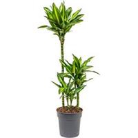 plantenwinkel.nl Dracaena cintho XS kamerplant