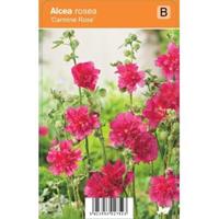 Stokroos Rozenstruik Carmine Rose zomerbloeier - 12 stuks