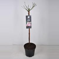 plantenwinkel.nl Rozen op stam The Fairy - Stam 70 cm - 1 stuks