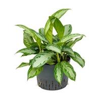 plantenwinkel.nl Aglaonema silver bay L hydrocultuur plant