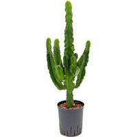 plantenwinkel.nl Euphorbia cactus tetra hydrocultuur plant