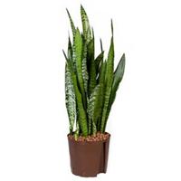plantenwinkel.nl Sansevieria zeylanica L hydrocultuur plant