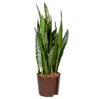 plantenwinkel.nl Sansevieria zeylanica L hydrocultuur plant