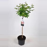 plantenwinkel.nl Rozen op stam Mind Games - Op stam 70 cm - 1 stuks