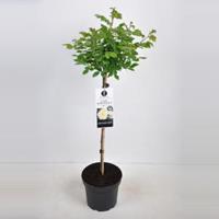 plantenwinkel.nl Rozen op stam Lady Romantica - Op stam 70 cm - 1 stuks